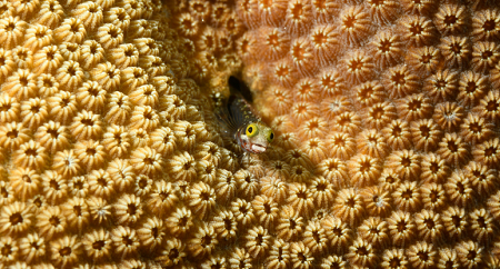 6/6/2022<br>Roughhead Blenny