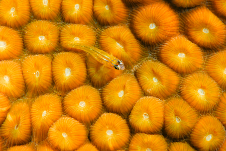 6/6/2022<br>Small Goby on coral.