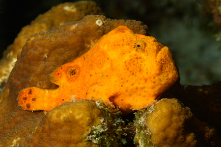 6/6/2022<br>Frogfish