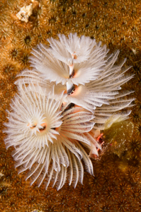 6/6/2022<br>Christmas Tree Worm