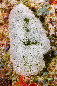 6/6/2022<br>Lettuce Sea Slug