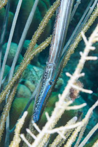 6/6/2022<br>Trumpetfish.  A lot of them have blue heads in Bonaire.