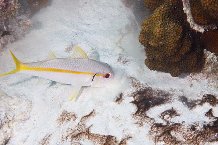 6/6/2022<br>Goatfish