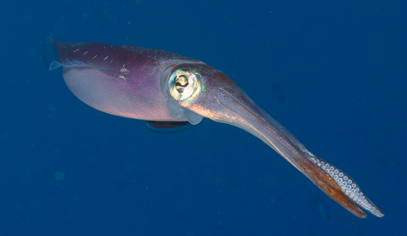 6/6/2022<br>Caribbean squid
