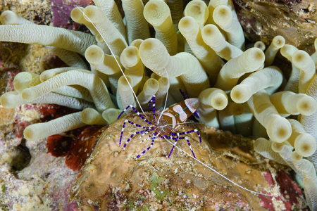 6/7/2022<br>Spotted Cleaner Shrimp