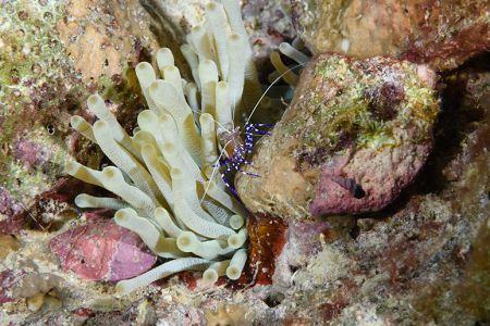 6/7/2022<br>Spotted Cleaner Shrimp