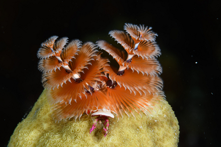 6/7/2022<br>Christmas Tree Worm