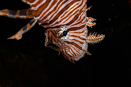 6/7/2022<br>Lionfish