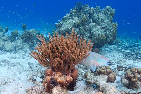 6/8/2022<br>Sea Rod, with Stoplight Parrotfish.