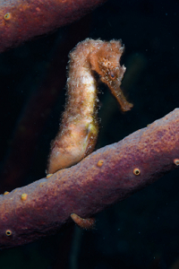 6/10/2022<br>Longsnout Seahorse