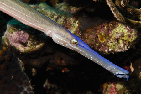 6/10/2022<br>Trumpetfish