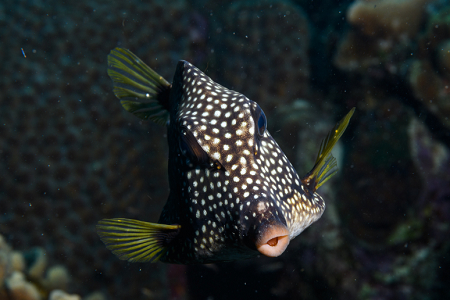 6/10/2022<br>Smooth Trunkfish