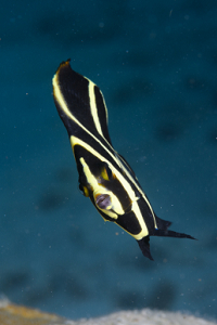 6/10/2022<br>Juvenile French Angelfish