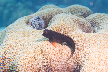 6/10/2022<br>Redlip Blenny<br>