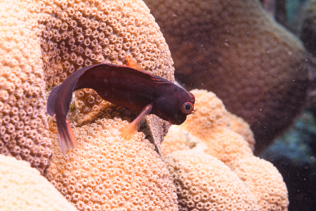 6/10/2022<br>Redlip Blenny<br>