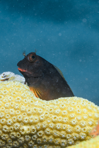 6/10/2022<br>Redlip Blenny<br>