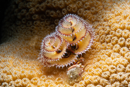 6/11/2022<br>There is a Sea Fan Blenny peeking out from under this Christmas Tree Worm.