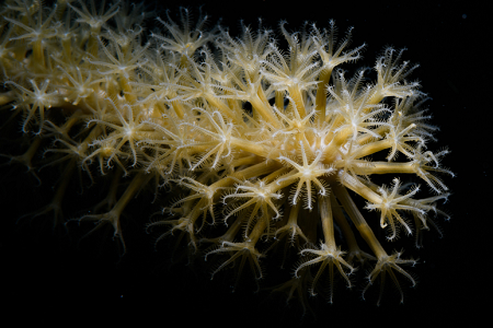 6/11/2022<br>Sea Rod detail.  This coral is in a class called Octocorals.