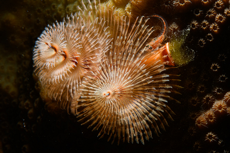 6/11/2022<br>Christmas Tree Worm with Sea Fan Blenny