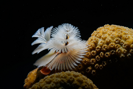 6/11/2022<br>Christmas Tree Worm