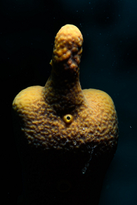 6/11/2022<br>Common sponge, uncommon lighting