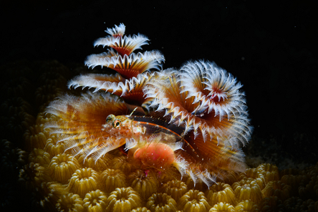 6/11/2022<br>Christmas Tree Worm with Sea Fan Blenny