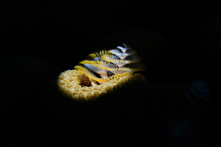 6/11/2022<br>Christmas Tree Worm