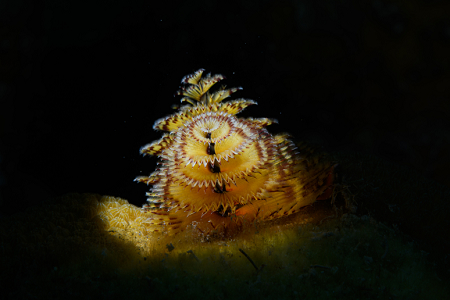 6/11/2022<br>Christmas Tree Worm