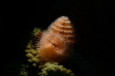 6/11/2022<br>Christmas Tree Worm