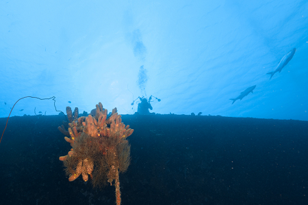 6/12/2022<br>Buddy diver at the wreck of the Hilma Hooker.