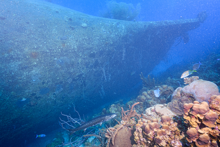 6/12/2022<br>Six foot barracuda by the wreck of the Hilma Hooker.