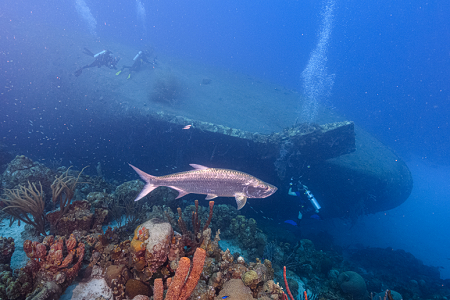 6/12/2022<br>Tarpon at Buddy diver at the wreck of the Hilma Hooker.