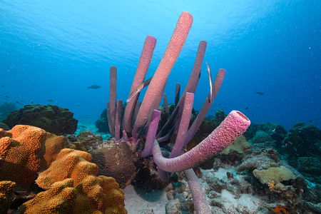 6/12/2022<br>Practicing strobe power on the house reef.  Tubular sponge.