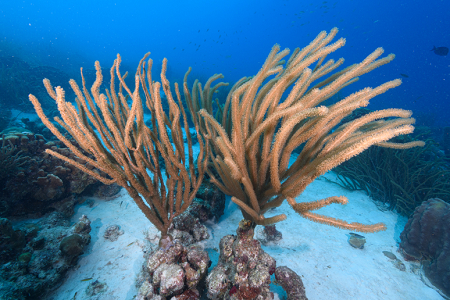 6/13/2022<br>Sea Fans