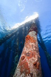 6/14/2022<br>Salt Pier