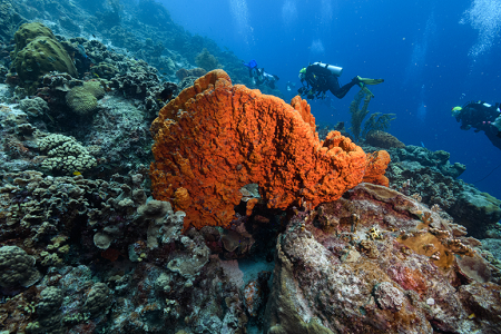 6/14/2022<br>At a divesite up north there were a lot of orange sponges.  These sponges flouresce, making them stand out from the surroundings.  Other sponges do this as well.