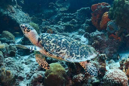 6/14/2022<br>Sea Turtle