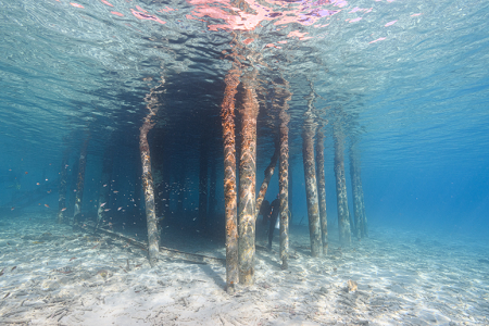 6/15/2022<br>Just a view under the dock where we all get on the boats or start short dives.  This is one of the popular practice areas for certain photography shots.