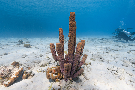 6/15/2022<br>Just practicing my photography on the house reef.