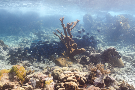 6/16/2022<br>School of Blue Tangs.