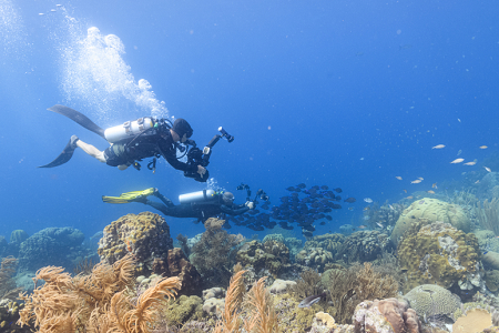 6/16/2022<br>With a big school of Blue Tangs circling the dive site, trying to photograph them was popular.