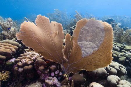 6/16/2022<br>See-thru Sea Fan