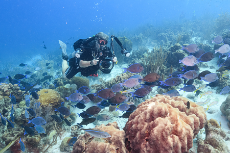 6/16/2022<br>Buddy diver Kevin chasing Blue Tangs