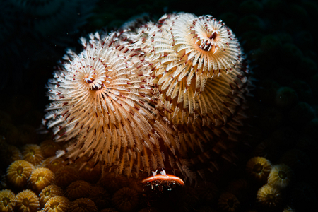 6/17/2022<br>Christmas Tree Worm