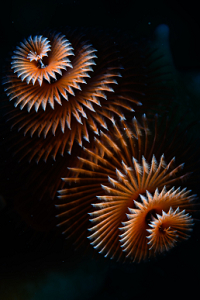 6/17/2022<br>Christmas Tree Worm