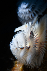 6/17/2022<br>Christmas Tree Worm