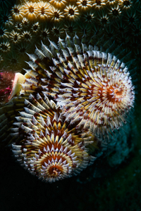 6/17/2022<br>Christmas Tree Worm