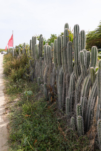 6/18/2022<br>Cactus fences were very popular in Bonaire.
