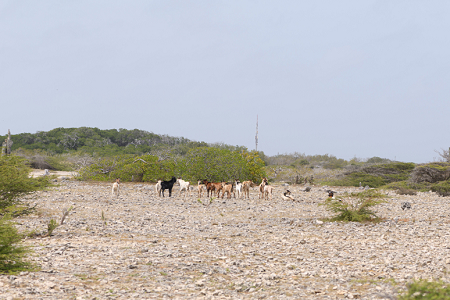 6/18/2022<br>I tried to approach a herd of goats for a photo. They were having none of it.