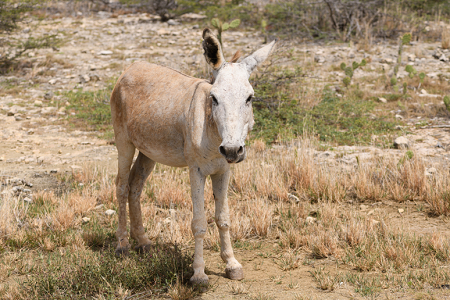 6/18/2022<br>Donkeys can be friendly.